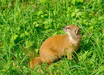 Portrait of a yellow mongoose in the grass