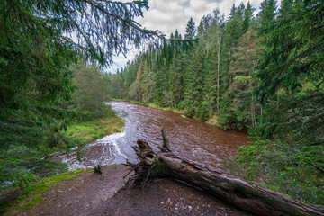 Fototapeta na wymiar fast river in forest