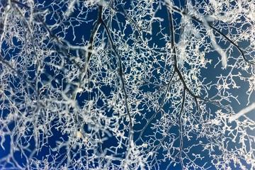 A branch of a tree in hoarfrost. Snow on a tree branch.