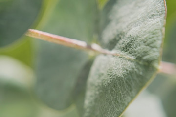 Eucalyptus leaves baby blue close up texture macroshooting