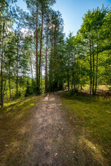 Fototapeta na wymiar tourist hiking trail track in green summer forest