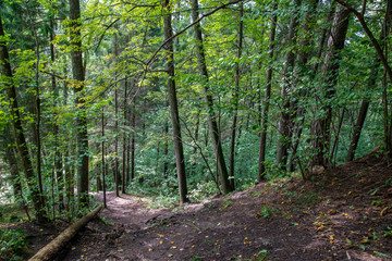 tourist hiking trail track in green summer forest