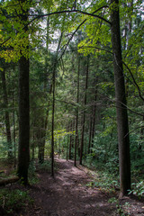 tourist hiking trail track in green summer forest