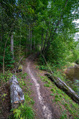 tourist hiking trail track in green summer forest