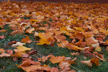 autumn leaves on the ground