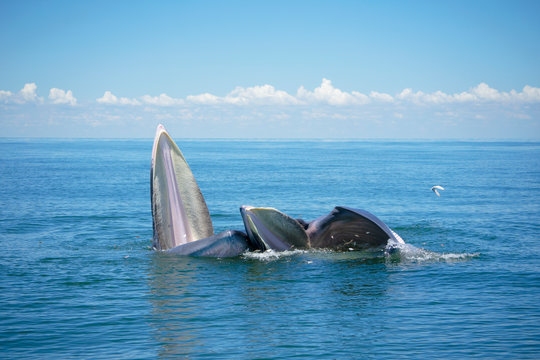 Huge Whale Bruda feed on a wide variety of fish in gulf of Thailand