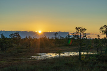 wooden plank boardwalk in swamp area in autumn