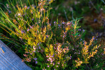 swamp vegetation close up with grass bents and foliage