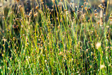 swamp vegetation close up with grass bents and foliage