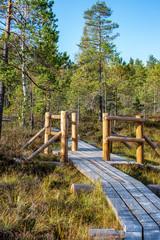 wooden plank boardwalk in swamp area in autumn