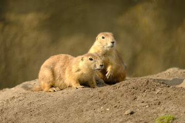 A cute scene of two loving prairie dogs close together