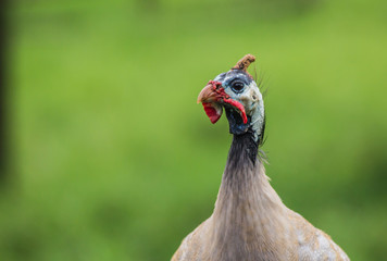 Brazilian Bird. This brazilian bird is very common in brazilian savannah.