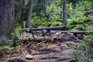 Fototapeta premium pile of freshly cut log wood in forest