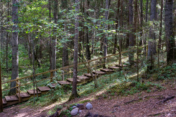 wooden plank boardwalk in swamp area in autumn