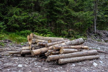 Obraz premium pile of freshly cut log wood in forest