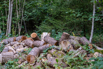 pile of freshly cut log wood in forest