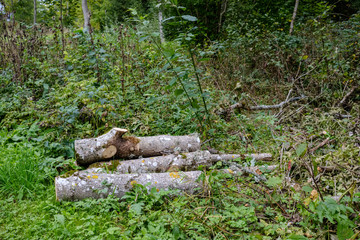 pile of freshly cut log wood in forest