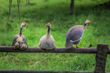 Brazilian Bird. This brazilian bird is very common in brazilian savannah.