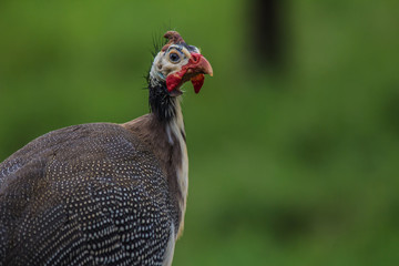 Brazilian Bird. This brazilian bird is very common in brazilian savannah.