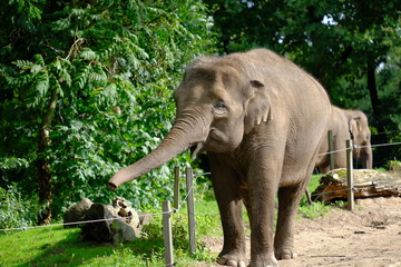 Big adult elephant in park