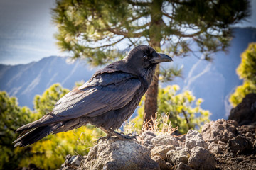 curious black crow in front of a mountain scenery