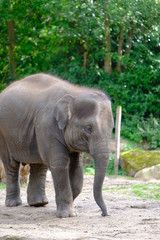 Big adult elephant in park