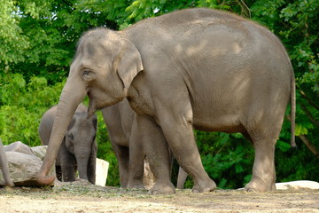 elephants with a baby on nature
