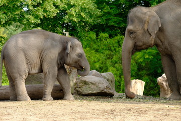 elephants with a baby on nature