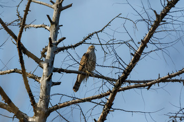 Northern Goshawk (Accipiter gentilis).