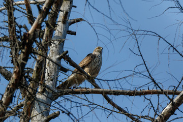 Northern Goshawk (Accipiter gentilis).