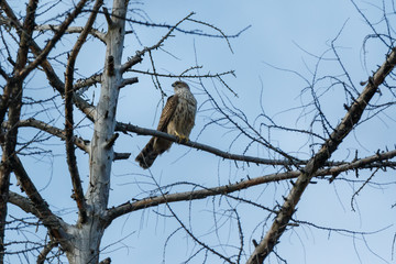 Northern Goshawk (Accipiter gentilis).