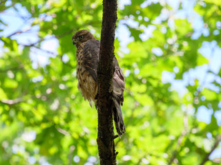 Northern Goshawk (Accipiter gentilis).