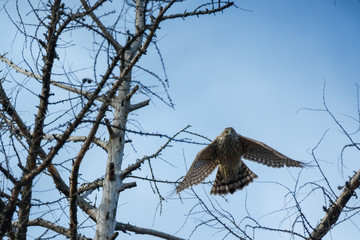 Northern Goshawk (Accipiter gentilis).