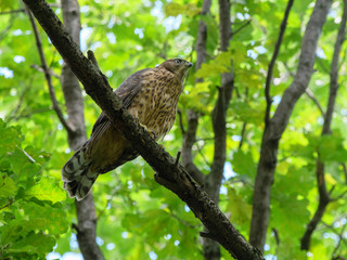 Northern Goshawk (Accipiter gentilis).