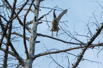 Northern Goshawk (Accipiter gentilis).