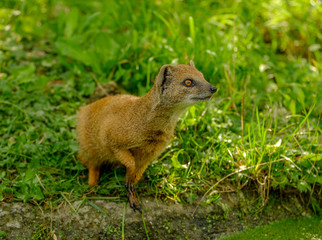 Portrait of a yellow mongoose in the grass