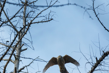 Northern Goshawk (Accipiter gentilis).