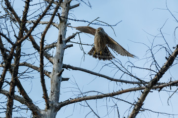 Northern Goshawk (Accipiter gentilis).