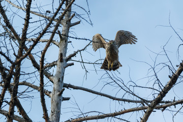 Northern Goshawk (Accipiter gentilis).