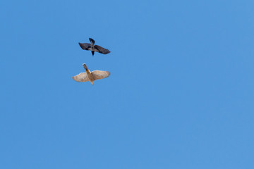 Northern Goshawk (Accipiter gentilis).