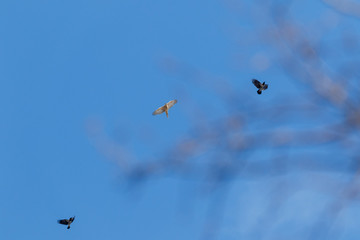 Northern Goshawk (Accipiter gentilis).