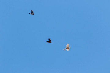 Northern Goshawk (Accipiter gentilis).