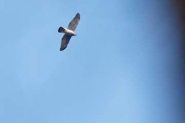 Northern Goshawk (Accipiter gentilis).