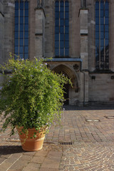 green plant before historical church facade