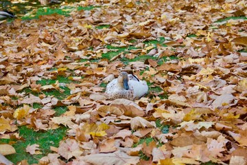 animals in autumn leaves