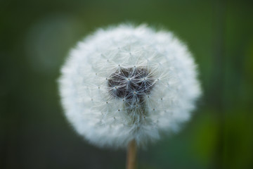 Pure beauty. Dandelion or blowball flower with seeds. Wild dandelion on summer day. Taraxacum flower on nature landscape. Summer nature. Flowering plant. Beauties of nature
