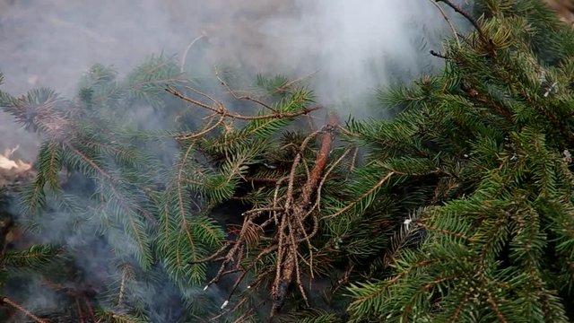 Fresh branches of a spruce tree not burn, only smoke.
