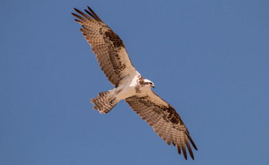 Osprey