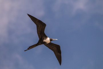 frigate bird