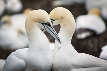 Gannets